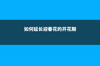 如何延长迎春花花期 (如何延长迎春花的开花期)