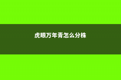 虎眼万年青怎么浇水 (虎眼万年青怎么分株)