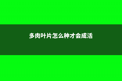 多肉这么养，叶片胖嘟嘟红灿灿，10年都不烂根！ (多肉叶片怎么种才会成活)