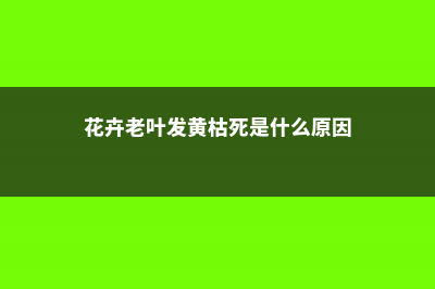 花老黄叶发蔫，只要一个鸡蛋壳和香蕉皮，立马精神抖擞！ (花卉老叶发黄枯死是什么原因)