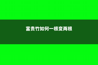 富贵竹如何一根变两根 (富贵竹如何一根变两根)