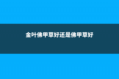 金叶佛甲草的繁殖方法 (金叶佛甲草好还是佛甲草好)