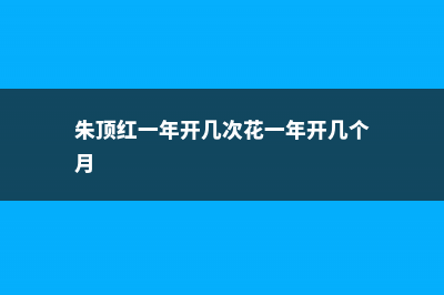 朱顶红一年开几次花 (朱顶红一年开几次花一年开几个月)