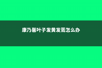 康乃馨叶子发黄怎么办 (康乃馨叶子发黄发蔫怎么办)