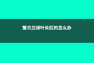 绿萝蟹爪兰...从快死到疯长，一刀剪秃就搞定！ (蟹爪兰绿叶长红的怎么办)