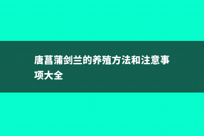 唐菖蒲（剑兰）种球什么时候种 (唐菖蒲剑兰的养殖方法和注意事项大全)