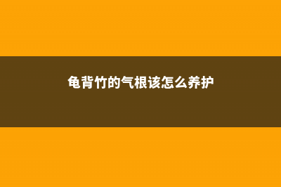 龟背竹的气根该如何处理 (龟背竹的气根该怎么养护)