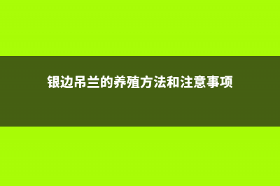 银边吊兰的养殖方法和注意事项 (银边吊兰的养殖方法和注意事项)