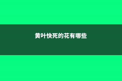 黄叶快死的花，滴上两滴蜡，新芽呼呼冒！ (黄叶快死的花有哪些)