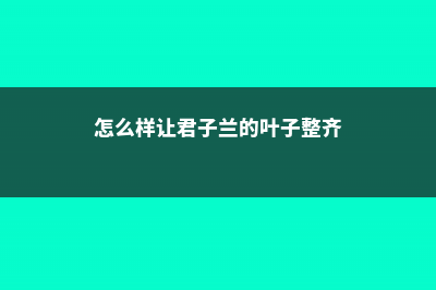 怎么样让君子兰快速开花？ (怎么样让君子兰的叶子整齐)