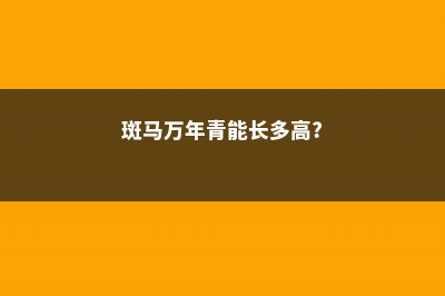 斑马万年青的繁殖方法 (斑马万年青能长多高?)