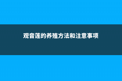 观音莲的养殖方法和注意事项 (观音莲的养殖方法和注意事项)