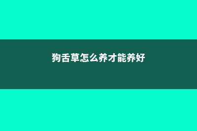 狗舌草怎么养 (狗舌草怎么养才能养好)