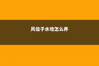 风信子水培怎么改土培 (风信子水培怎么养)