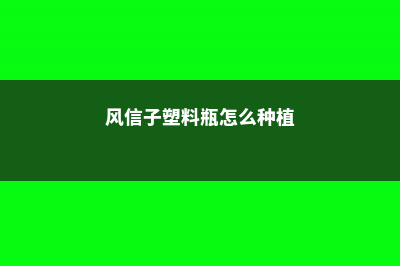 风信子塑料瓶怎么做 (风信子塑料瓶怎么种植)