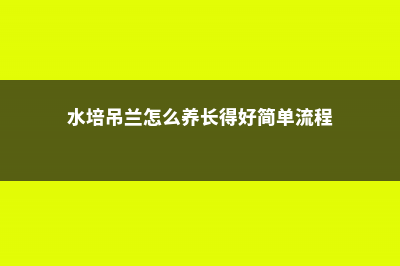 水培吊兰怎么养长得旺盛 (水培吊兰怎么养长得好简单流程)