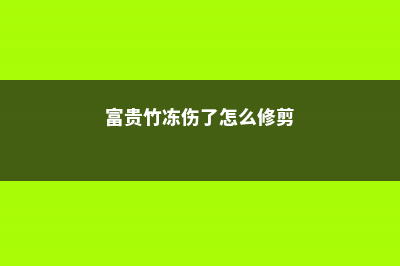 富贵竹冻伤了怎么办 (富贵竹冻伤了怎么修剪)