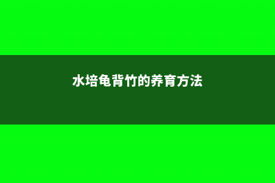 水培龟背竹的养殖方法和注意事项 (水培龟背竹的养育方法)