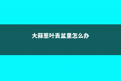 大蒜葱叶丢盆里，花像打了鸡血，蹭蹭蹭爬满阳台！ (大蒜葱叶丢盆里怎么办)