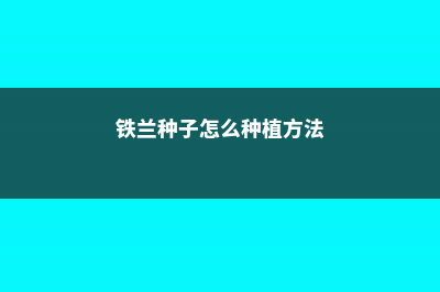 铁兰种子怎么种 (铁兰种子怎么种植方法)