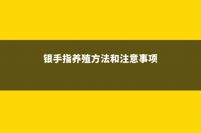 银手指的繁殖方法 (银手指养殖方法和注意事项)