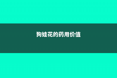 狗娃花的繁殖方法 (狗娃花的药用价值)