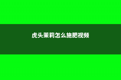 虎头茉莉怎么施肥 (虎头茉莉怎么施肥视频)