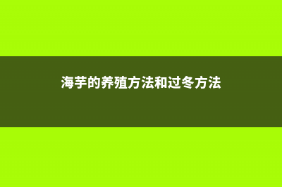 海芋的养殖方法和注意事项 (海芋的养殖方法和过冬方法)