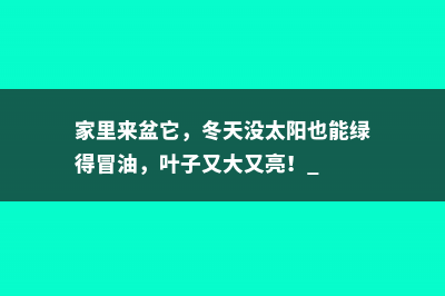 家里来盆它，冬天没太阳也能绿得冒油，叶子又大又亮！ 