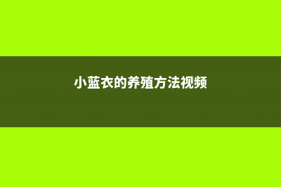 小蓝衣的养殖方法及注意事项 (小蓝衣的养殖方法视频)