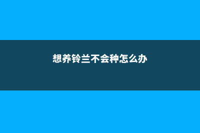 想养铃兰不会种？四步种出来，简单又好看！ (想养铃兰不会种怎么办)