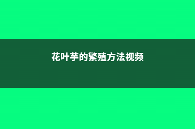 花叶芋的繁殖方法 (花叶芋的繁殖方法视频)