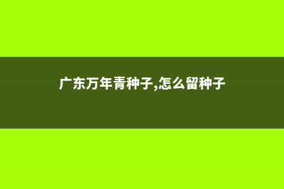 广东万年青种子怎么种 (广东万年青种子,怎么留种子)