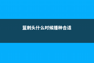 蓝刺头种子怎么种 (蓝刺头什么时候播种合适)