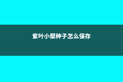 紫叶小檗种子怎么种 (紫叶小檗种子怎么保存)