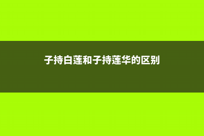 子持白莲侧芽如何处理 (子持白莲和子持莲华的区别)