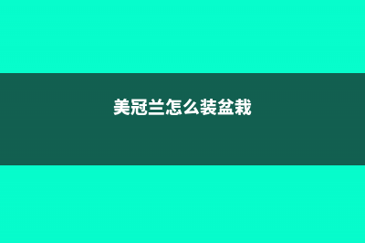 美冠兰怎么装盆 (美冠兰怎么装盆栽)