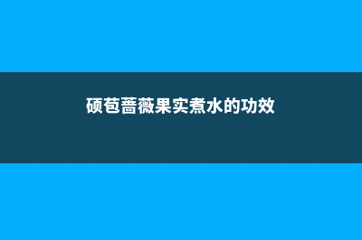 硕苞蔷薇如何地栽 (硕苞蔷薇果实煮水的功效)