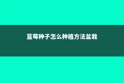 蓝莓种子怎么种 (蓝莓种子怎么种植方法盆栽)