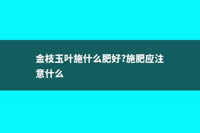 金枝玉叶怎么施肥 (金枝玉叶施什么肥好?施肥应注意什么)