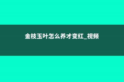 金枝玉叶怎么养才爆盆 (金枝玉叶怎么养才变红 视频)