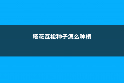 塔花瓦松种子怎么种 (塔花瓦松种子怎么种植)