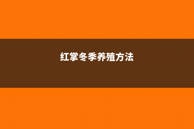 红掌冬季怎么养 (红掌冬季养殖方法)