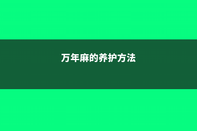 万年麻的养殖方法和注意事项 (万年麻的养护方法)