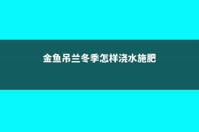 金鱼吊兰冬季怎么养 (金鱼吊兰冬季怎样浇水施肥)