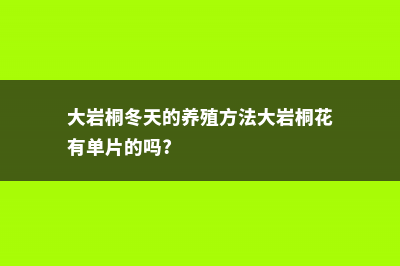 大岩桐冬天的养护 (大岩桐冬天的养殖方法大岩桐花有单片的吗?)