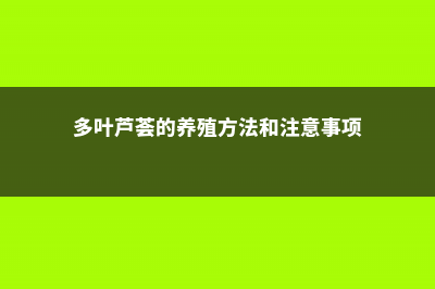 多叶芦荟怎么繁殖 (多叶芦荟的养殖方法和注意事项)