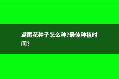 鸢尾花种子怎么种？ (鸢尾花种子怎么种?最佳种植时间?)