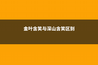 金叶含笑的繁殖方法 (金叶含笑与深山含笑区别)