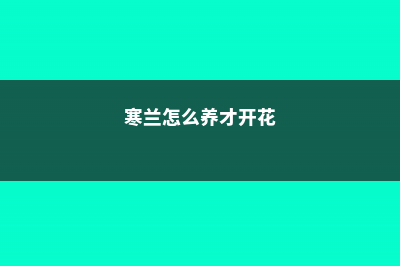 寒兰怎么施肥 (寒兰怎么养才开花)